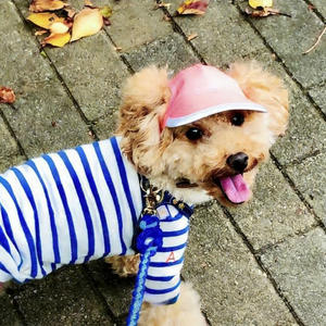 Outdoor-Sonnenhut, wasserdichter <span class=keywords><strong>Nylon</strong></span>-Bucket-Hut für den Sommer, Reisehut, reflektierende Baseball-Trucker-Kappe mit Ohrenloch für Hunde und Katzen - Product Image 6