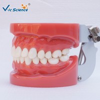 Modelo Dental Estándar de 28 Dientes con Encías Duras, Articulador FE para Prácticas de Enseñanza Dental, con Certificaciones CE, ISO, ROHS y CNAS