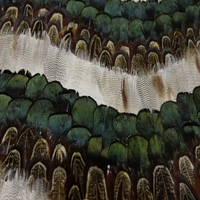 Papier peint en plumes de paon naturelles de haute qualité Zhenling pour la décoration murale intérieure