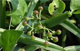 Healthway-polvos a granel personalizados, extracto de hoja de Quadrangularis 100% Natural puro, venta al por mayor - Product Image 2