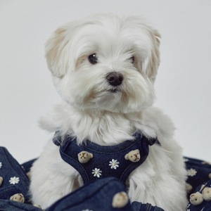 Pet Ins Style 3D Embroidery Cute Bear Breathable Cowboy Suit Pet Harness Set Denim Material <strong>Dog</strong> Knapsack Pet <strong>Collar</strong> - Product Image 6