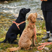 Harnais pour chien en toile cirée réglable, anti-évasion, durable, facile à contrôler, avec clip frontal
