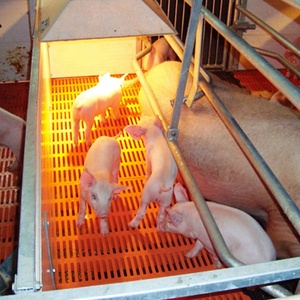 A basso Costo Maiale Ingrasso Penna - Product Image 6