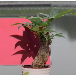 Película Decorativa Moderna para Ventanas de Vidrio con Visión Unidireccional, Protección UV y Seguridad Solar, en Dorado y Plateado, de PET - Product Image 2