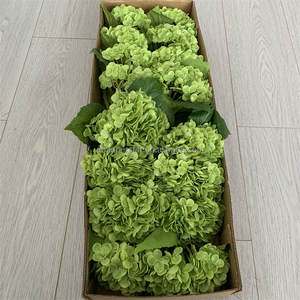 B-729 <span class=keywords><strong>Comprar</strong></span> al por Mayor Decoración para el Hogar, Hortensia Verde Artificial, Flores de Tacto Natural, Tallo Único, Rama Larga, Hortensia de Látex - Product Image 3