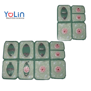 Biologische Lehrinstrumente Pflanzenzellen-Mitose-Modelle PVC Langlebige Histologie- und Zytologie-Färbemittel - Product Image 1