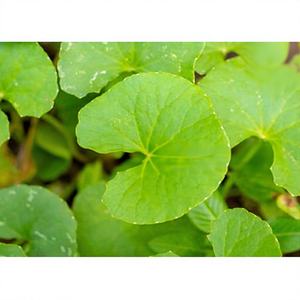 Extracto de Hydrocotyle Asiatica, Suplemento Herbal Natural para la Salud Cerebral, Apoyo a la Memoria, Cuidado de la Piel, Alivio del Estrés y Bienestar - Product Image 1