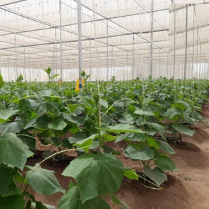 Filet d'ombrage économique en câble métallique pour serre, durable et haute résistance, avec filet d'ombrage en polyéthylène résistant aux UV pour légumes et fruits - Product Image 6