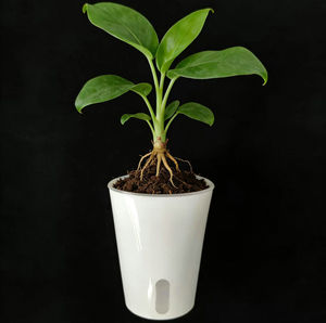 Vente en gros de pots de plantes en plastique transparents carrés de 7,5 cm de haute qualité, pots auto-arrosants blancs pour <span class=keywords><strong>jardin</strong></span> d'intérieur - Product Image 1