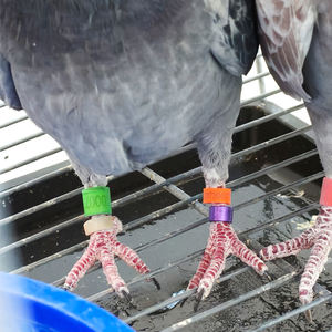 Anillos Ajustables para Patas de Pollo, Anillos de Plástico con Hebilla para Patas de Aves, Anillos Digitales para Patas de Pato y Ganso - Product Image 2