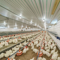 Système de distribution automatique d'aliments pour volailles, ligne d'alimentation à vis sans fin galvanisée avec bac d'alimentation en PP, 30-120 m pour élevages de poulets de chair et de poules pondeuses