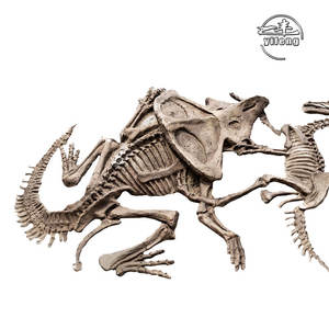 Riceratops-<span class=keywords><strong>esqueleto</strong></span> de dinosaurio fósil de inosaur, para useum - Product Image 4
