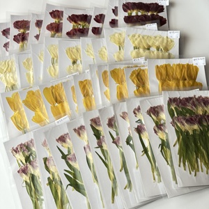 RTS 2 pz/confezione Fiori di tulipano pressati per custodie del telefono, lampade, resina epossidica, cornici e artigianato - Product Image 5