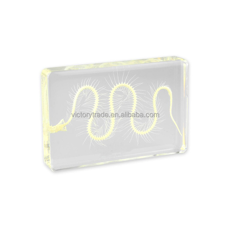 V-GG007 оптовая продажа Скелет животного в натуральную величину встроенный образца non-ядовитая змея Скелет высокая прозрачность смолы образца для обучения