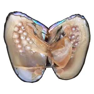 Vivre en prenant des perles d'huîtres monstres d'eau douce avec 10-30 perles un à un flux en direct d'huîtres ouvertes