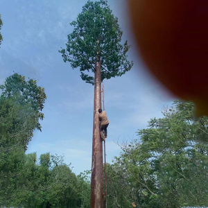 Không dây Viễn Thông Wifi cây cọ chi nhánh lá che giấu cột thép tùy chỉnh kích thước (15m-200m) mạ kẽm nhúng nóng - Product Image 4