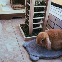 Mangeoire à foin en bois pour lapins, support d'alimentation vertical anti-gaspillage pour animaux de compagnie, distributeur de foin et de herbe pour petits animaux