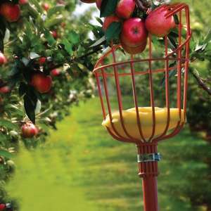 Poste telescópico de fibra de carbono ultraligero, fibra de carbono, aceite de nuez de oliva, herramientas de cosecha de Palma - Product Image 6