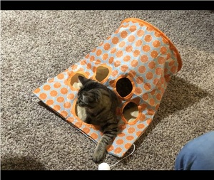 Nouveau sac <span class=keywords><strong>tunnel</strong></span> pour chat le plus vendu avec papier sonore jouets interactifs pour chat pour <span class=keywords><strong>tunnel</strong></span> pour chats d'intérieur - Product Image 4