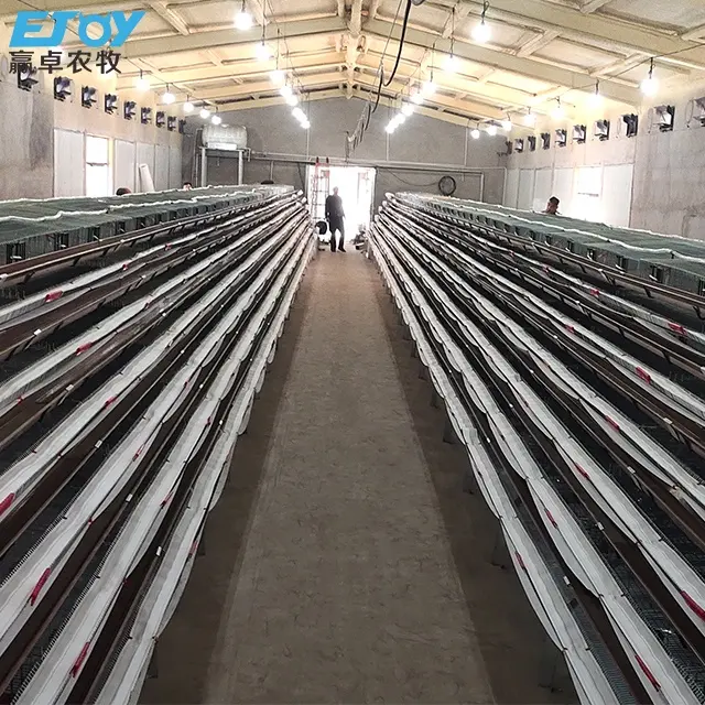 Automatic Quail Breeding Layer Battery Cage System for Quail breeding Egg laying cages Creating Quails for Sale