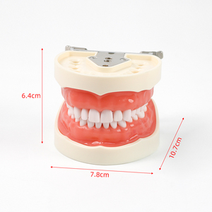Modelo de Demostración Dental Estándar de 32 Dientes, Herramientas de Enseñanza y Entrenamiento de Odontología y Estomatología - Product Image 6