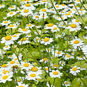 Chinese Kruiden Manzanilla Kamille <span class=keywords><strong>Extract</strong></span> Organische Kamille <span class=keywords><strong>Extract</strong></span> Poeder - Product Image 2