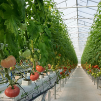 Système hydroponique de culture de tomates en serre commerciale