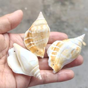 Cristal Phoenix escargot 5-6cm <span class=keywords><strong>naturel</strong></span> poli réel toucher cru coquillage trous bricolage amour thème vent carillon accessoires Souvenir - Product Image 4