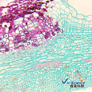 Nhà Máy Cung Cấp 10Pcs Thiết Lập Sinh Học Giáo Dục Kính Hiển Vi Kính Slide Cho Giảng Dạy Trường Học Bao hàm Thực vật Học Y Tế Khoa Học - Product Image 6