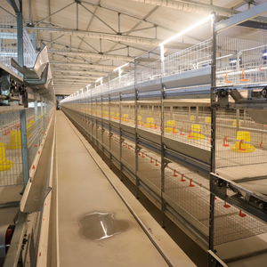 Cages à poulets confortables pour la culture de poulets de chair en serre multicouche transmettant la lumière par ventilation équilibrée - Product Image 1