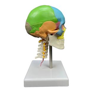 Modelo de Cráneo con Código de Color, Vértebras Cervicales y Cerebro - Herramienta Educativa de Anatomía - Product Image 5