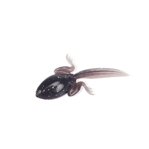 Señuelo Bionic Tadpole, cebo artificial suave de silicona para pesca de lubina en arroyos y pesca con mosca. - Product Image 1
