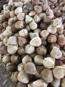 Coco semidescascarado de Vietnam - Product Image 5