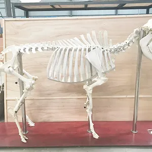 2019 squelette de vache, nouveau modèle pour la Science