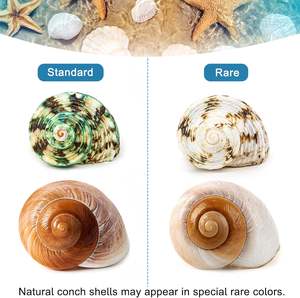 5 шт., ракушки для крабов-отшельников среднего и большого размера, 2,2 "-3,4", размер открывания 1,5 "-2", ракушки для краба-отшельника - Product Image 5