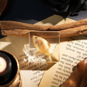 Hochwertiger, konservierter Taxidermie-Meereslebewesen-Briefbeschwerer: Echte Garnelen und Fische im Harzblock mit Schalen für wissenschaftliche Beobachtung - Product Image 3