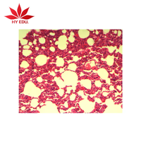 Lame de microscope en verre pour histologie animale, appareil de laboratoire, poumon de chat, section