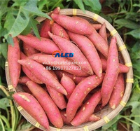 Maquinaria Agrícola: Cosechadora de Patatas, Máquina Recolectora de Batatas, Recolector de Patatas, Cosechadora de Tuberías (Ajo, Rábano, Taro)
