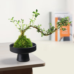 <span class=keywords><strong>Pot</strong></span> de fleurs en céramique semi-artisanal de style chinois, motif <span class=keywords><strong>Iris</strong></span> de bambou 'June Snow', vintage, style Zen, récipient d'arrangement Kenzan pour la maison - Product Image 3