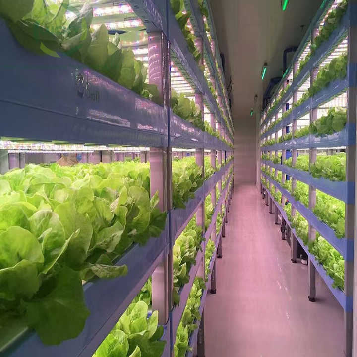 Small Container Farm Container NFT Hydroponic Farm Smart Vertical Farming Shipping Container ...
