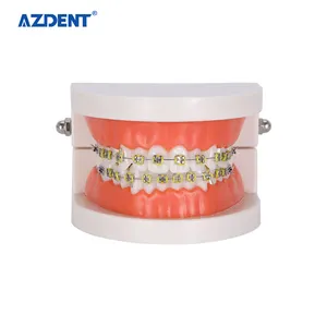 Modelo de soporte para dientes de ortodoncia, equipo de odontología, bajo precio, gran oferta