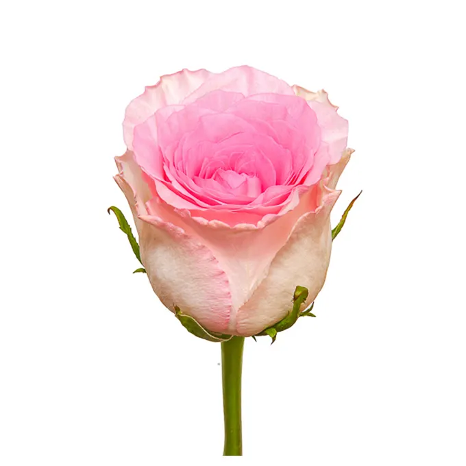 Premium Kenyan Fresh Cut Flowers Mandala Pink Rose Large Headed 70cm Stem Venta al por mayor Venta al por menor Fresh Cut Roses