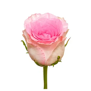 Premium Kenyan potongan bunga segar Mandala merah muda mawar berkepala besar 70cm batang grosir ritel potongan mawar segar