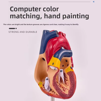 Modèle de cœur humain SCIEDU avec étiquettes numérotées, couvercle amovible - Matériel PVC, outil d'enseignement de l'anatomie, modèle de cœur
