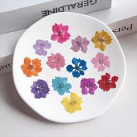 MNR2072 vraies fleurs pressées séchées fleurs pressées séchées pressées