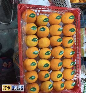 Naranjas Valencia Navel Frescas 2026, Cítricos Orgánicos Dulces y Jugosos de Primera Calidad para Exportación al por Mayor desde China - Product Image 4