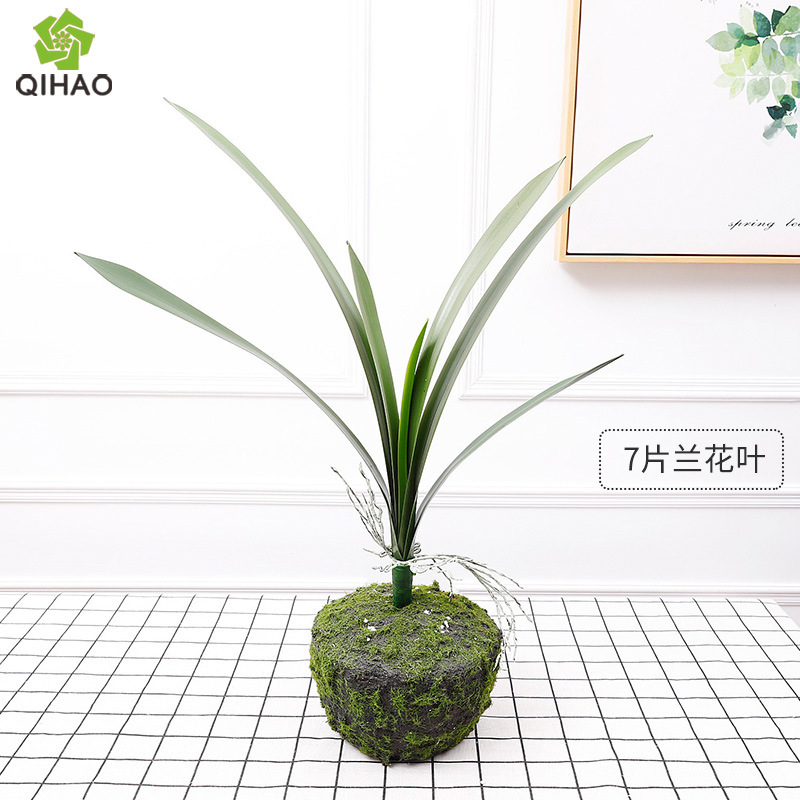 7 orchid leaves (large leaves) without pot