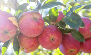 ปุ๋ยอินทรีย์ NPK 15-5-10 ชนิดเม็ดสีดำ ละลายน้ำได้เต็มที่ เหมาะสำหรับผักและผลไม้ - Product Image 5