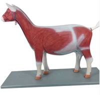 Modelos Anatómicos de Cabra para la Enseñanza de la Anatomía Animal en Ciencias Médicas, Modelo de Oveja