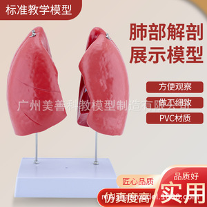 Modèle de poumon, modèle d'anatomie du poumon humain, structure du système respiratoire du bronchus pulmonaire, modèle d'aide pédagogique médicale - Product Image 2
